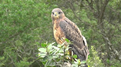 South Africa Birds Of Prey San Parks Hd Video Youtube