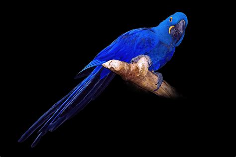 Having low income and few resources, incurring high medical expenses,. birds, Parrots, Blue, Black, Background, Hyacinth, Macaw ...
