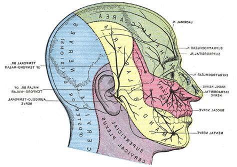 What Is Trigeminal Neuralgia And What Causes It