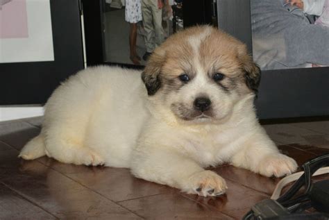 … boy is ready for his new home now! Great Pyrenees puppies for sale - Sierra 2015