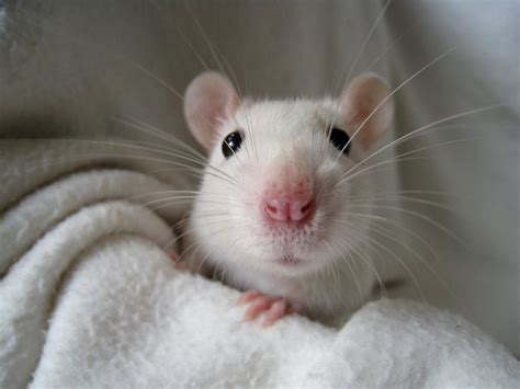 18 Adorable Rat Pics Proving That They Can Be The Cutest