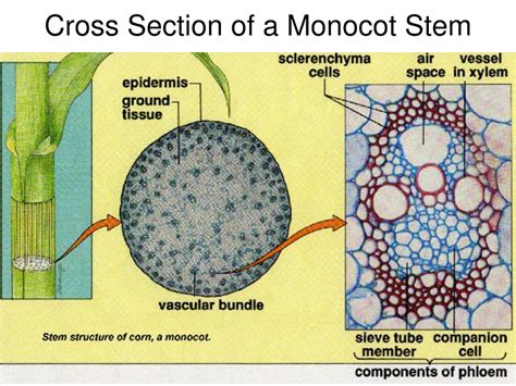 Monocot Stem Cross Section Monocot Root Cross Section