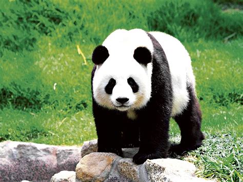 El Panda Gigante Sale De Peligro El Diario Ecuador