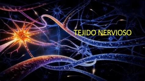 Tejido Nervioso Tejido Nervioso Medicina Humana Udocz