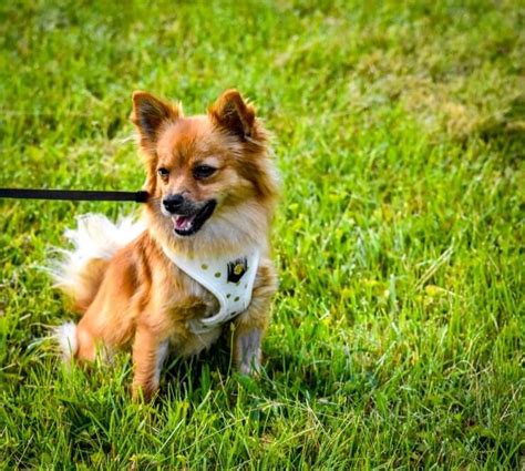 Pomchis will get plenty of stimulation and exert a fair amount of energy inside, provided you have enough toys for them to play with. Pomeranian Chihuahua Mix Care Guide: A Feisty And Furry Friend - Perfect Dog Breeds