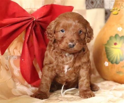 When looking for a miniature goldendoodle breeder, it's important to find someone selling multigenerational pups that are the cross between previous goldendoodle. Dixie - Mini Goldendoodle Puppy for Sale in Myerstown, PA | Lancaster Puppies | Goldendoodle ...