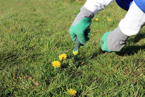 A Beginners Guide To Getting Rid Of Lawn Weeds Premier Lawns