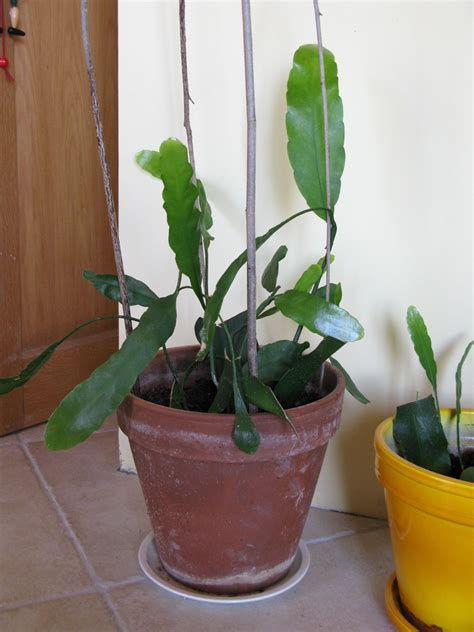 It belongs to family cactaceae. EPIPHYLLUM OXYPETALUM - Soins des plantes