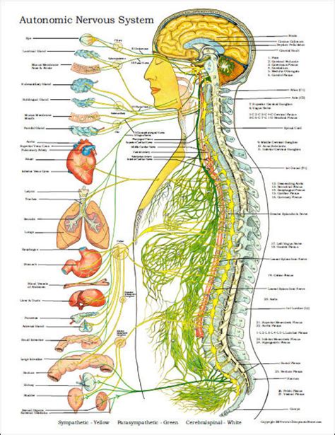 Nervous System Posters And Charts