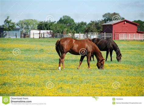 Brown And Black Horse On A Farm Eating Grass Royalty Free Stock Image