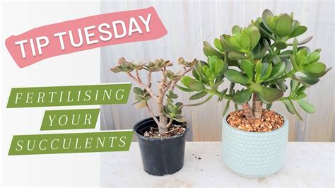 Tip Tuesday Fertilising Your Succulents Youtube