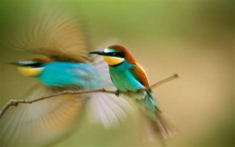 Birds Bee Eaters Motion Blur Wallpapers Hd Desktop And Mobile Backgrounds