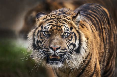 Man Eating Tiger Shot Dead After Killing At Least Nine People In Rampage