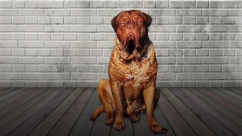 10 Wrinkly Dog Breeds That Will Steal Your Heart Youtube