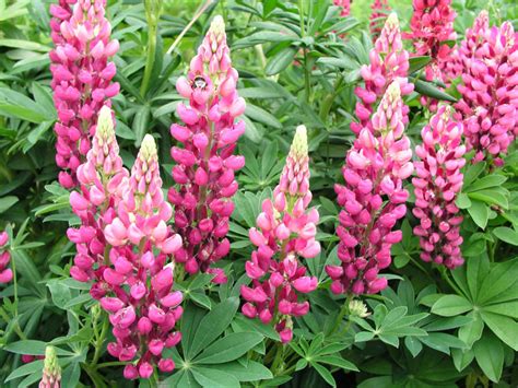 Außergewöhnliche schnittblumen, über 100 verschiedene arten, in demeter qualität aus oberbayern Schnittblumen - Mein schöner Garten
