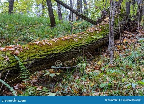 Moss On Tree Trunk Autumn In Woodland With Yellow Leaves On Ground And