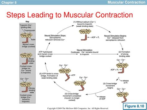 Ppt Skeletal Muscle Structure And Function Powerpoint Presentation Free Download Id3319988