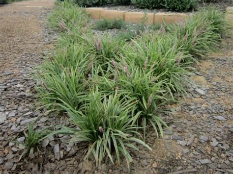 Liriope Pink Pearl 6 Pot Hello Hello Plants