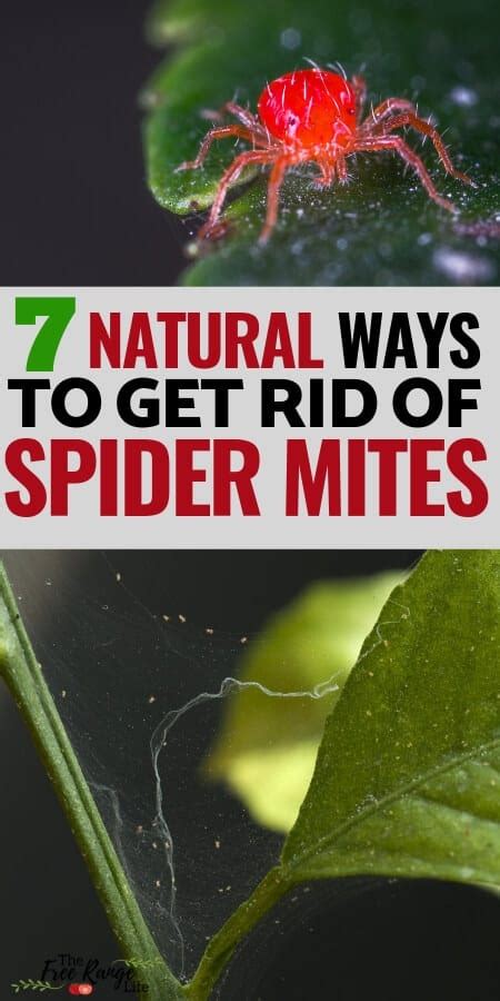 How To Get Rid Of Spider Mites On Your Plants Naturally Spider