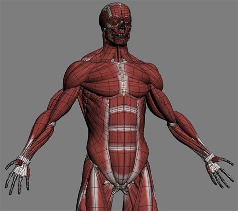 Male Anatomy Muscles Skeleton D Model