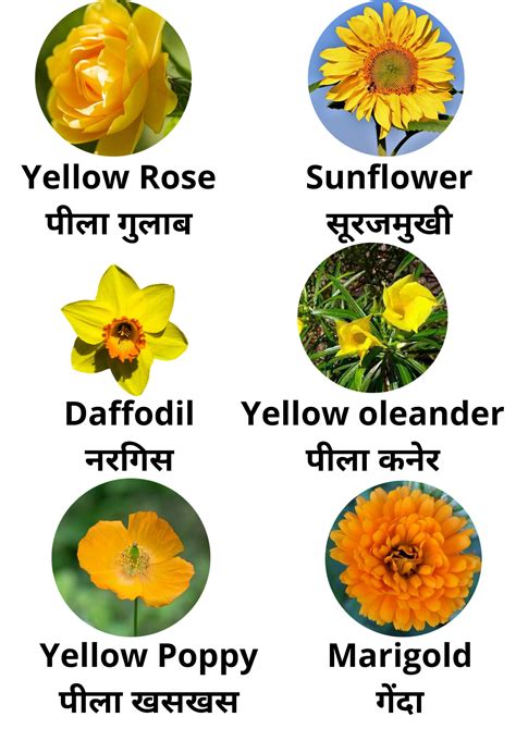 Yellow Flowers Name पीले फूलों के नाम