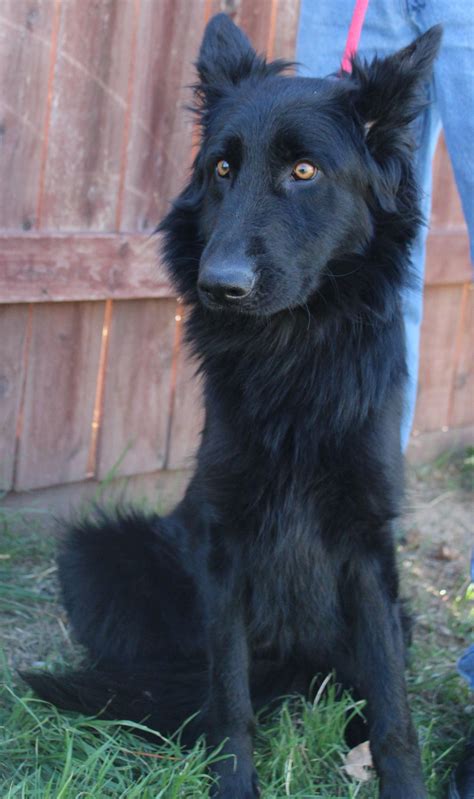 A lot of cats don't care for dogs, in general, so. Adopt Reba on | Belgian shepherd, Warrior cats, Cute dogs