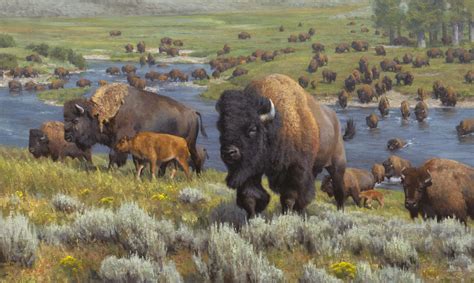 Wyoming Art Prints Bing Images Wildlife Art American Animals