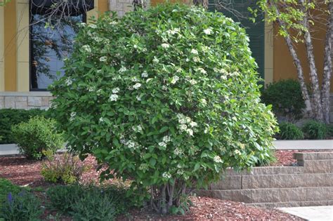 Mohican Viburnum Is A Deciduous Shrub That Produces White Flowers