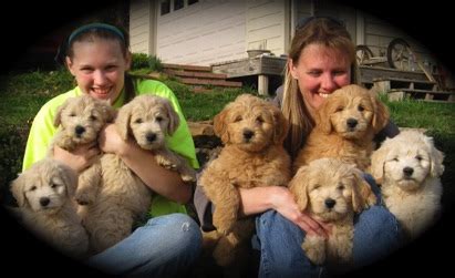 Everyone who breeds goldendoodles loves puppies… but no one wants a houseful of unsold puppies! Wisconsin Miniature Goldendoodle Breeder