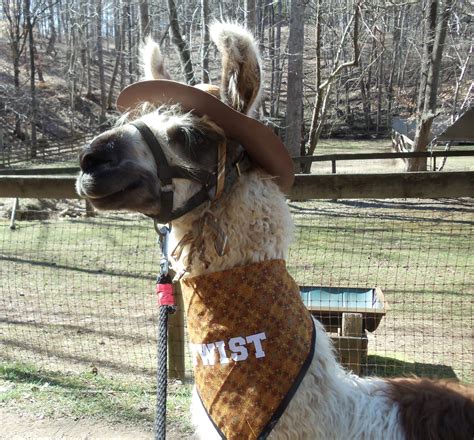 Llama Twist Going Cowboy With The Hat And Hanky I Made For Him Llama