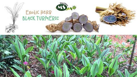 Medicinal Uses Of Black Turmeric Kali Haldi A Rare Exotic Herb