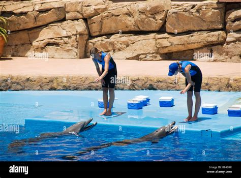 Ushaka Marine World Dolphins Hi Res Stock Photography And Images Alamy