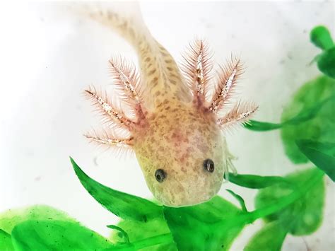 Here's how to breed and get the rare creature. GFP Light Copper Axolotl Baby #0913 • Fantaxies