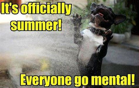90 Best Summer Memes