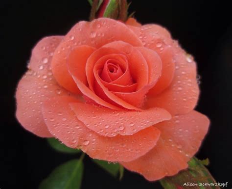 Salmon Colored Rose Flickr Photo Sharing