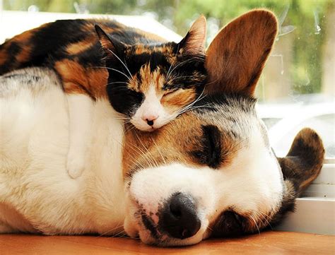 31 Animals That Use Each Other As Pillows Bored Panda