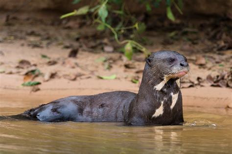 Top 12 River Otter Facts - Diet, Habitat, Anatomy & More - Facts.net