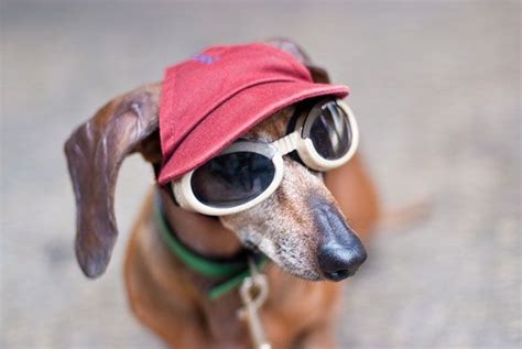 Hat And Glasses Dog With Glasses Glasses Dog Hat