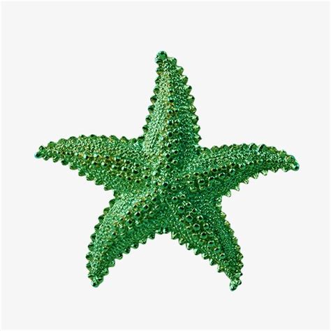Estrella De Mar Verde Estrella De Mar Estrella De Mar Verde Estrella De