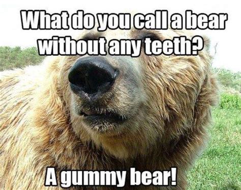 Unbearably Funny Bear Funny Bears Funny Animal Quotes Funny
