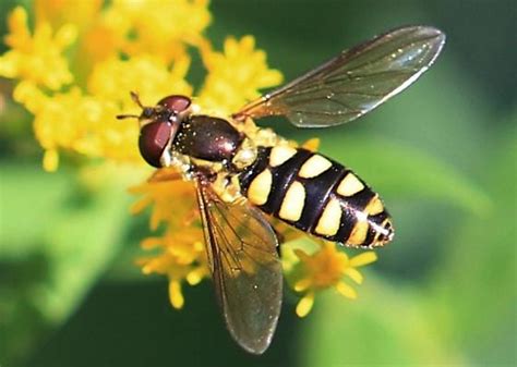 Flower Fly With Broad Yellow Abdominal Spots Epistrophella Emarginata