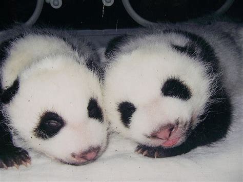 Baby Pandas Life Cycle Baby Panda Panda Facts Panda
