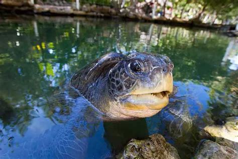 Where To See And Swim With Sea Turtles In Florida Top 11 Places