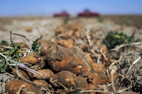 Us Issues New Rules For Idaho Potato Field Quarantines Ap News
