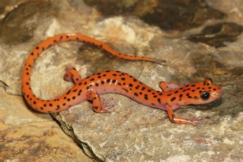 Eurycea Lucifuga Cave Salamander Herps Of Arkansas