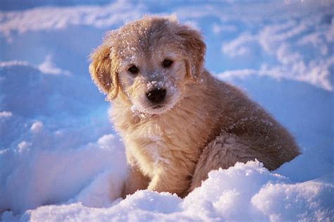Most Unique Dog Cute Baby Golden Retriever Puppy In Snow