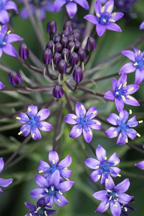 Cuban Lily By Casper1830 On Deviantart Amazing Flowers Purple Flowers Beautiful Flowers