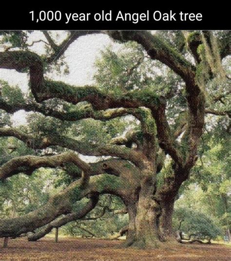 Year Old Angel Oak Tree Americas Best Pics And Videos