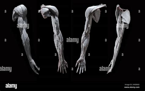 Full Exterior Anatomy Of Arm In White From Anterior Posterior Lateral