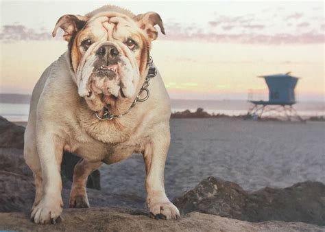 This means they can match you with the right pet. English Bulldog Rescue Austin Tx - Animal Friends